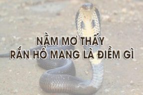 Mơ thấy rắn hổ mang điềm gì? Đánh số mấy khi mơ thấy rắn hổ mang