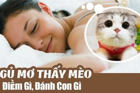 Mơ thấy mèo số mấy? Nằm mơ thấy mèo đánh con gì?