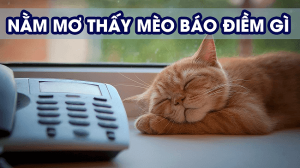 nằm mơ thấy mèo 