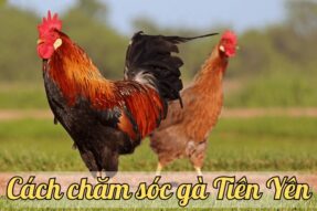 Tìm hiểu gà Tiên Yên: Giống gà chọi nổi tiếng của Quảng Ninh