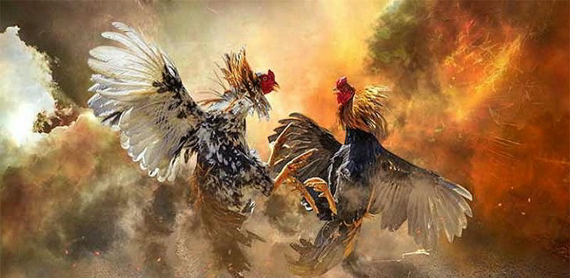 Gà chọi tài với dáng đứng hiên ngang - Bí quyết nhận diện chiến kê tại VZ99.
